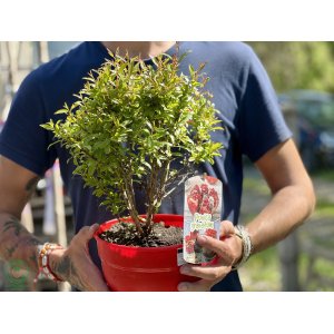 Granátové jablko (Punica granatum) - výška 30-40 cm, kont.C3L - BONSAJ (DECO MISA)